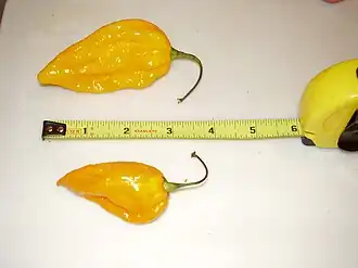 Image illustrative de l’article Piment Fatalii