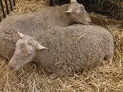 Deux brebis finnoises.