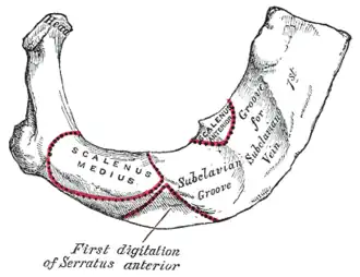 Insertion costale du muscle subclavier (subclavian groove).