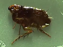 Ctenocephalides felis (Siphonaptera).