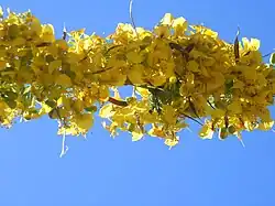 Rameau en fleurs.