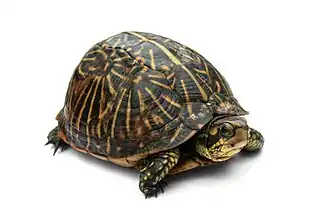 Terrapene carolina (Emydidae)