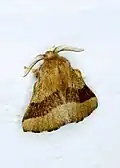 Adulte (photographié près de Cincinnati).