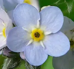 Myosotis