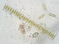 Fragilaria sp.