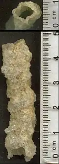 Fulgurite de type I (sable), Okeechobee (Floride).
