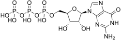 Image illustrative de l’article Guanosine triphosphate