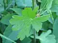 Feuille.