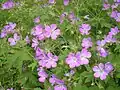 Geranium sylvaticum