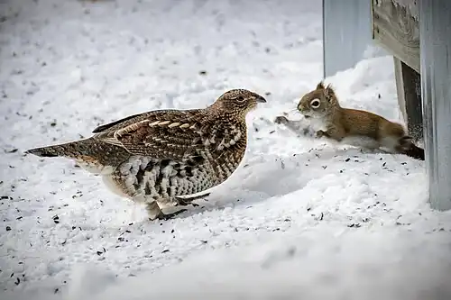Une Gélinotte huppée et un écureuil.