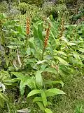Zingiber officinale.