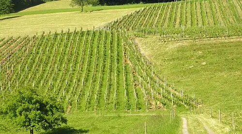 Hautain de vignes dans le canton de Zurich.