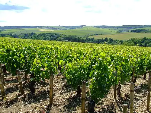 Vignes de chablis (mai 2006).
