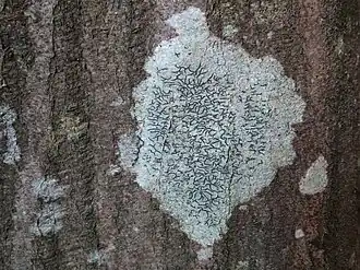 Le Graphis scripta&nbsp;(en)[k] vit préférentiellement sur les feuillus à écorce lisse, principalement dans la partie inférieure du tronc, en milieu forestier plus ou moins ombragé[63].