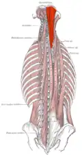 Le muscle semi-épineux de la tête droit.