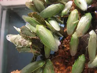 Description de l'image Green-leaf Cockroach2.jpg.