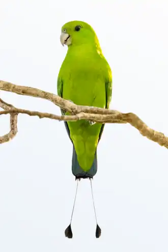 Description de l'image Green Racket-tail.png.