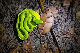 Python vert (Morelia viridis ssp. shireenae) près de la Lockhart River (Queensland)&nbsp;(en) (Australie).