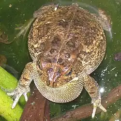Sclerophrys gutturalis