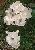 Rose 'Moonlight'[4]