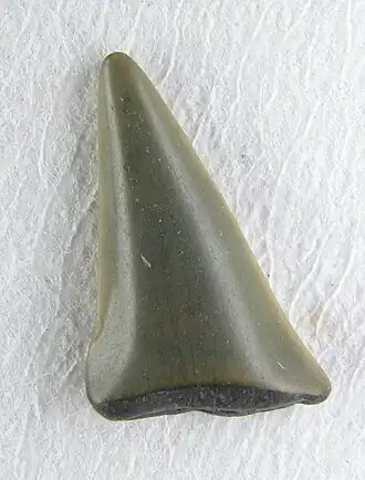 Dent de requin fossile, longueur 1,5 cm Cadzand 2005