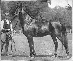 Photo en noir et blanc d'un étalon et un dresseur de chevaux.