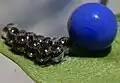 Œufs de punaises