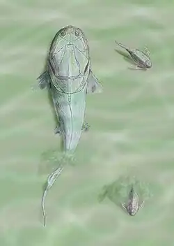 Homostius