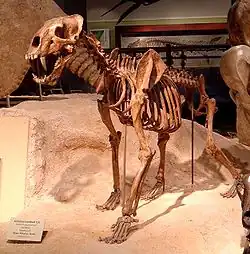 Squelette d'Homotherium serum, au Texas Memorial Museum, Université du Texas à Austin (Austin, Texas).