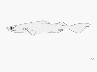 Description de l'image Hooktooth dogfish.gif.