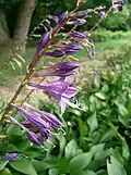 Hosta longipes.