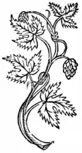 Houblon