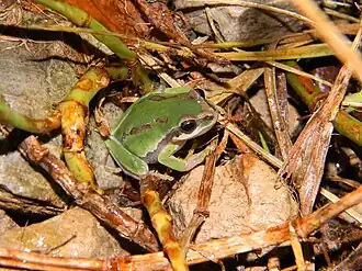 Description de l'image Hyla walkeri.jpeg.