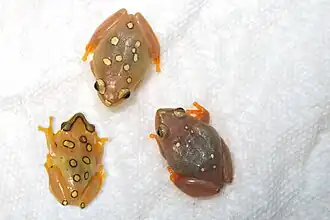 Description de l'image Hyperolius argus Al-ReedFrogs 01.jpg.