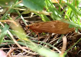 Le trichoptère.