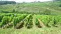 Vue d'une partie du vignoble.