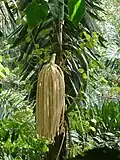 Inflorescence.