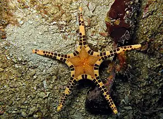 Iconaster longimanus.