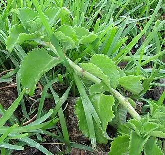 Description de l'image IndianBorage.jpeg.