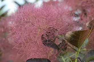 Inflorescence femelle