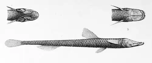Ipnops murrayi