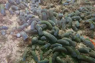 Isaurus cliftoni.