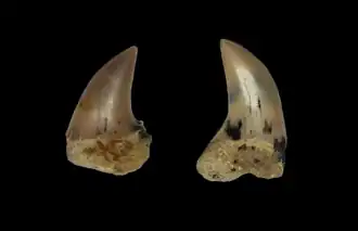 Deux dents d'Isurus planus