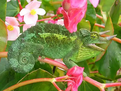 Trioceros jacksonii.