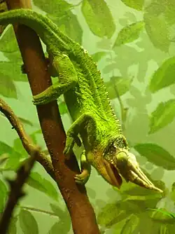 Trioceros jacksonii