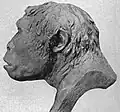 Homme de Java (reconstitution).
