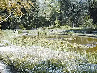 La mare aux lotus.