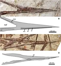 Mâchoires de l'holotype