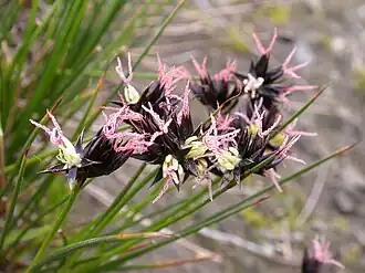 Description de l'image Juncus jacquinii2.JPG.