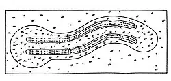 Le schéma du chromosome par Koltsov.
